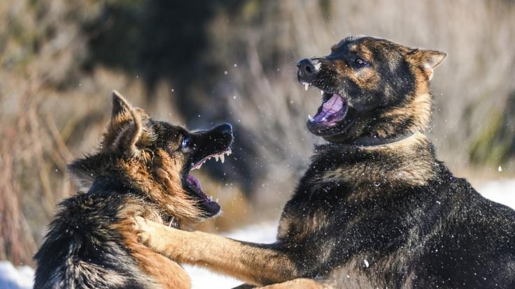 Zwei Schäferhunde attackierten den kleinen Yegor (2) und rissen ihm die Genitalien heraus.