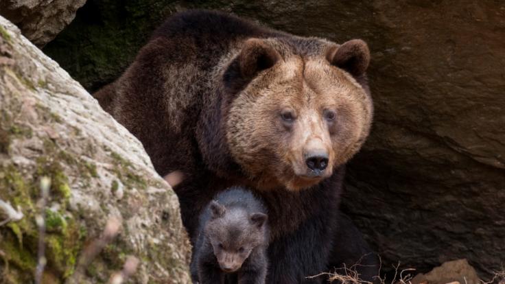 Ein russischer Mann lebte mit gebrochenem Rückrad in einer Bärenhöhle und überlebte. (Symbolbild)