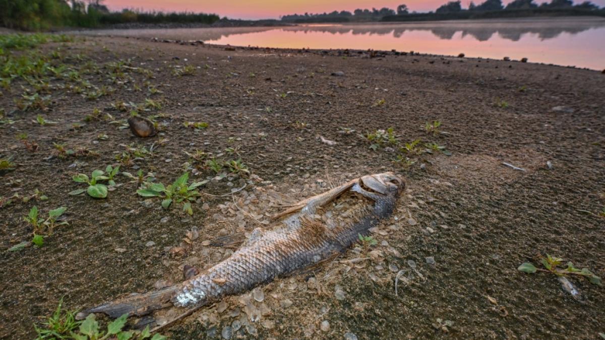 Was ist die Ursache f&uuml;r das massive Fischsterben in der Oder? (Foto)