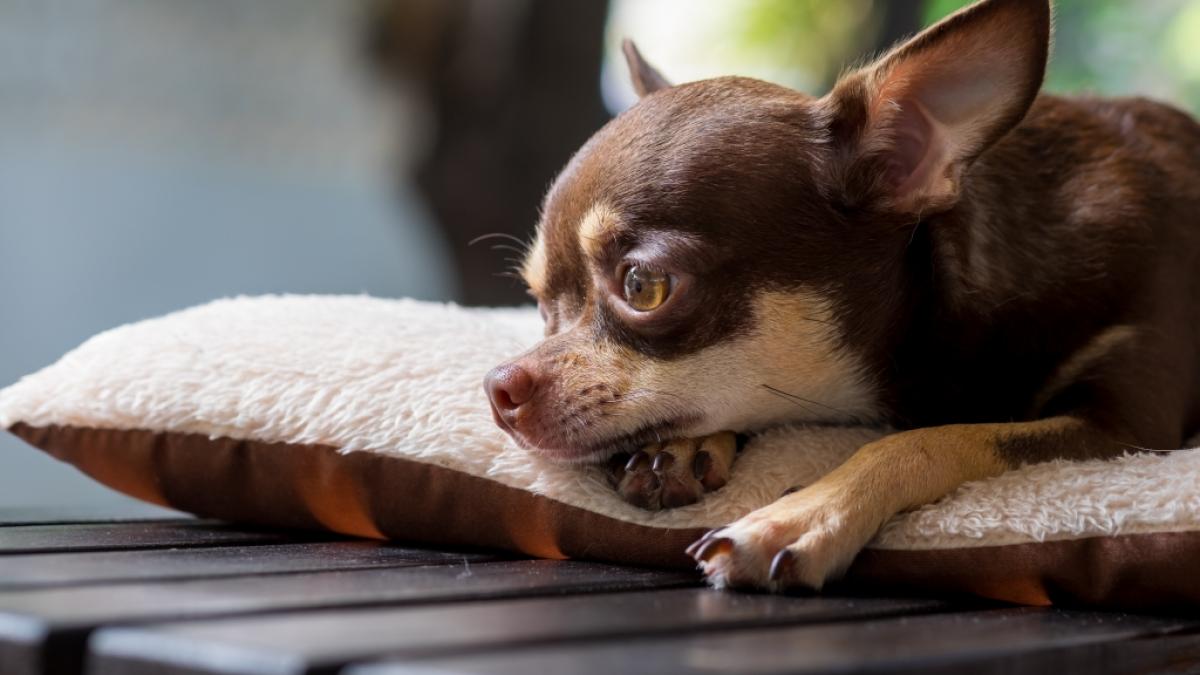 Die 27-J&auml;hrige missbrauchte ihren Chihuahua. (Foto)