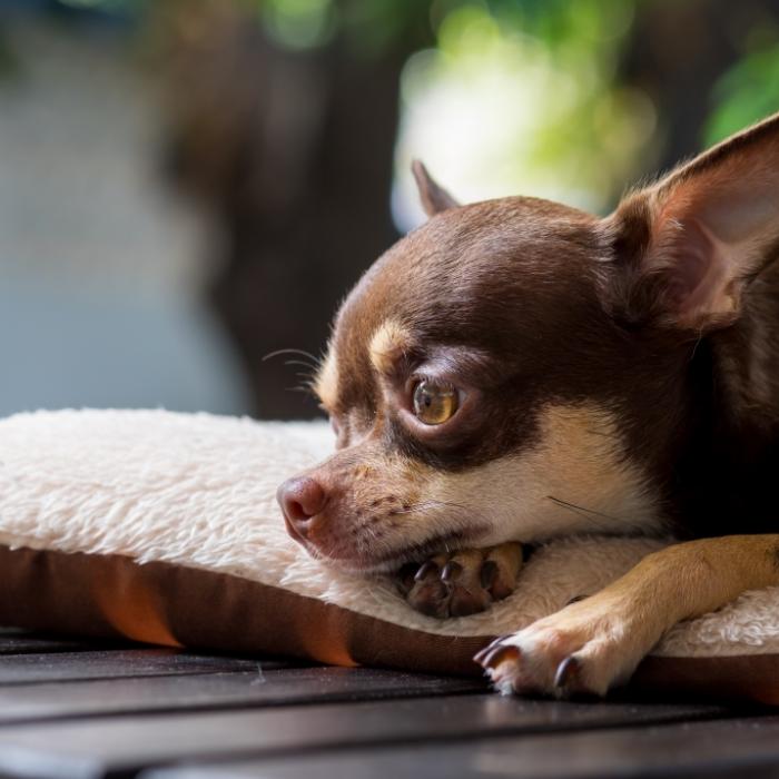 27-Jährige filmt sich bei Missbrauch ihres Chihuahuas
