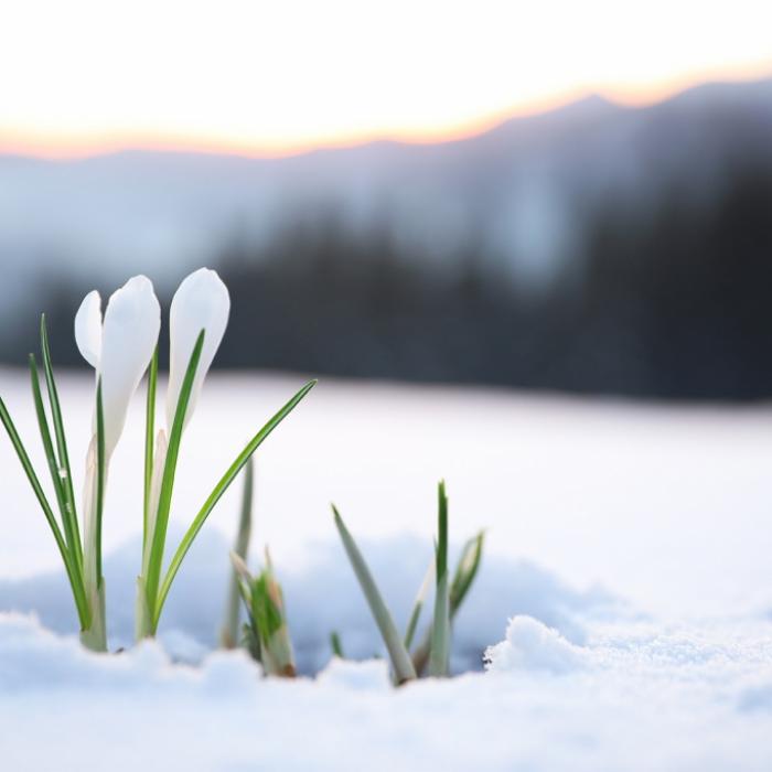 Kälteklatsche zum Frühlingsanfang? Meteorologen befürchten Märzwinter
