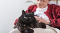 Der Tod einer Seniorin in Spanien blieb monatelang unentdeckt - die Verstorbene wurde erst nach Monaten von ihren Katzen angefressen gefunden (Symbolbild).