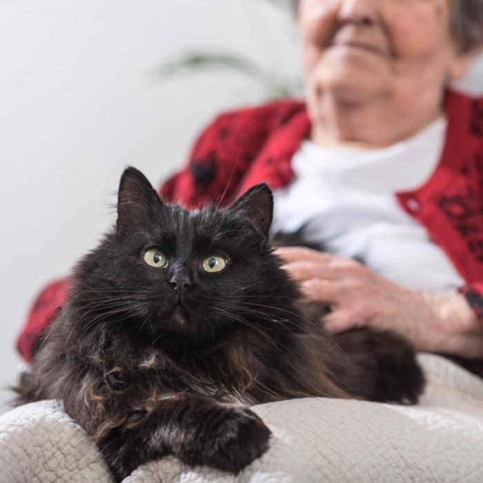 Einsamer Tod! Katzenhorde frisst Oma-Leiche auf
