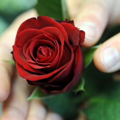 Der Bachelor