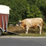 Als die Polizei diesen Bullen auf Freigang wieder einfängt, gefällt dem das gar nicht und er rammt den Wagen der Polizisten!