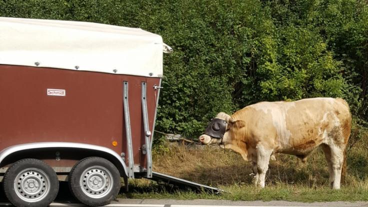 Als die Polizei diesen Bullen auf Freigang wieder einfängt, gefällt dem das gar nicht und er rammt den Wagen der Polizisten!