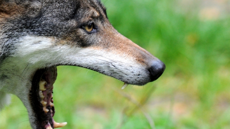 Der Wolf wird wieder heimisch in Deutschland.