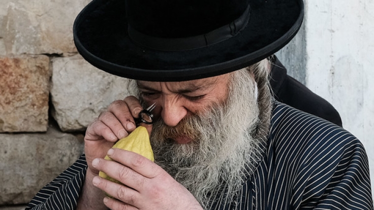 Ein orthodoxer Jude inspiziert eine Etrog. (Foto)