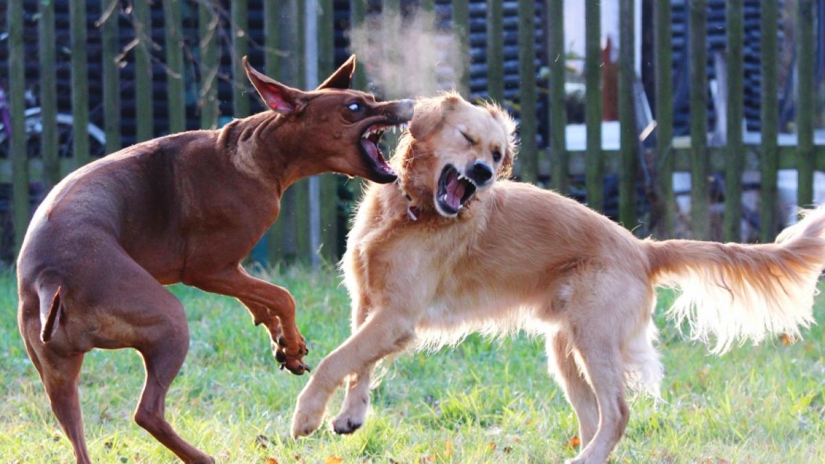 Eine Frau wurde von ihren eigenen Hunden zerfleischt. (Foto)
