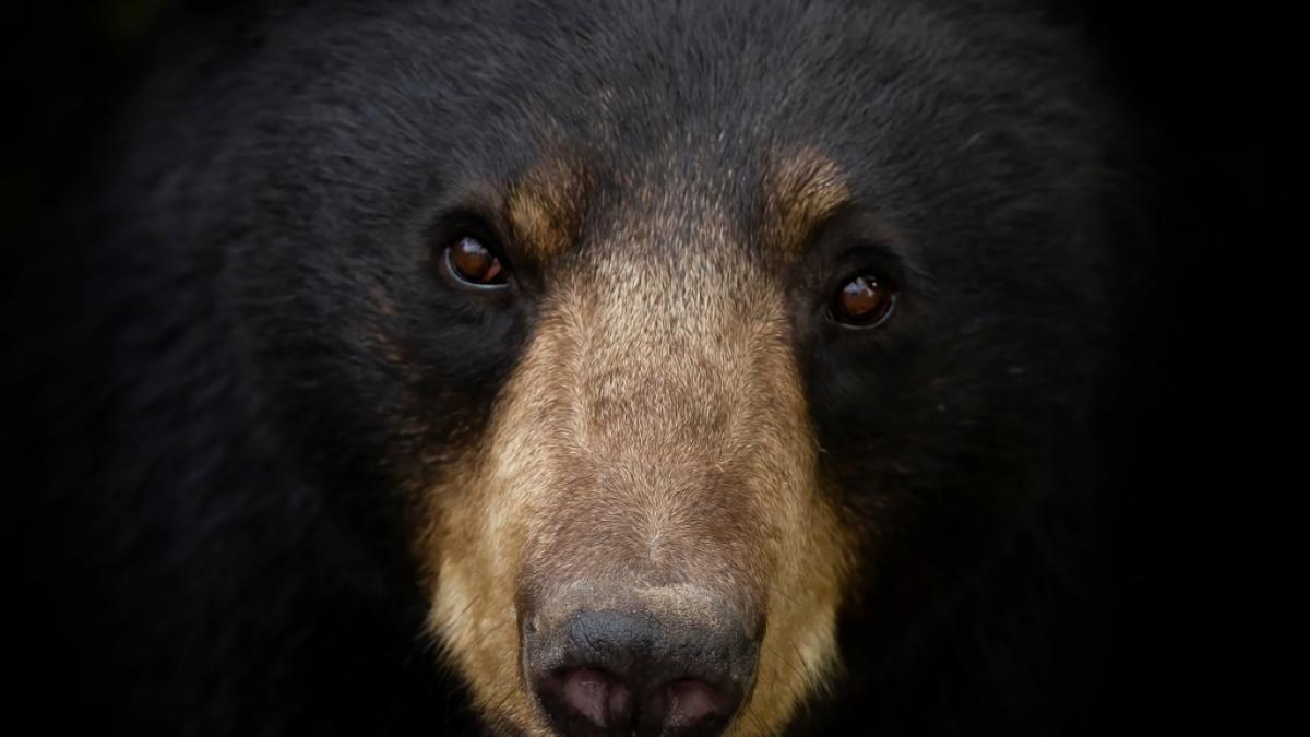 In einem chinesischen Zirkus hat ein Schwarzb&auml;r einen Mitarbeiter w&auml;hrend einer Show angegriffen (Symbolfoto). (Foto)