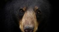 In einem chinesischen Zirkus hat ein Schwarzbär einen Mitarbeiter während einer Show angegriffen (Symbolfoto).