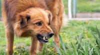 In Wales hat ein Hund ein Baby tödlich verletzt (Symbolfoto).