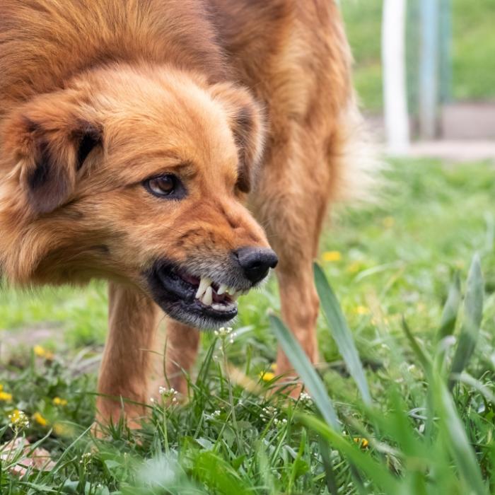 Ein Dorf trauert - Hund tötet 9 Monate altes Baby