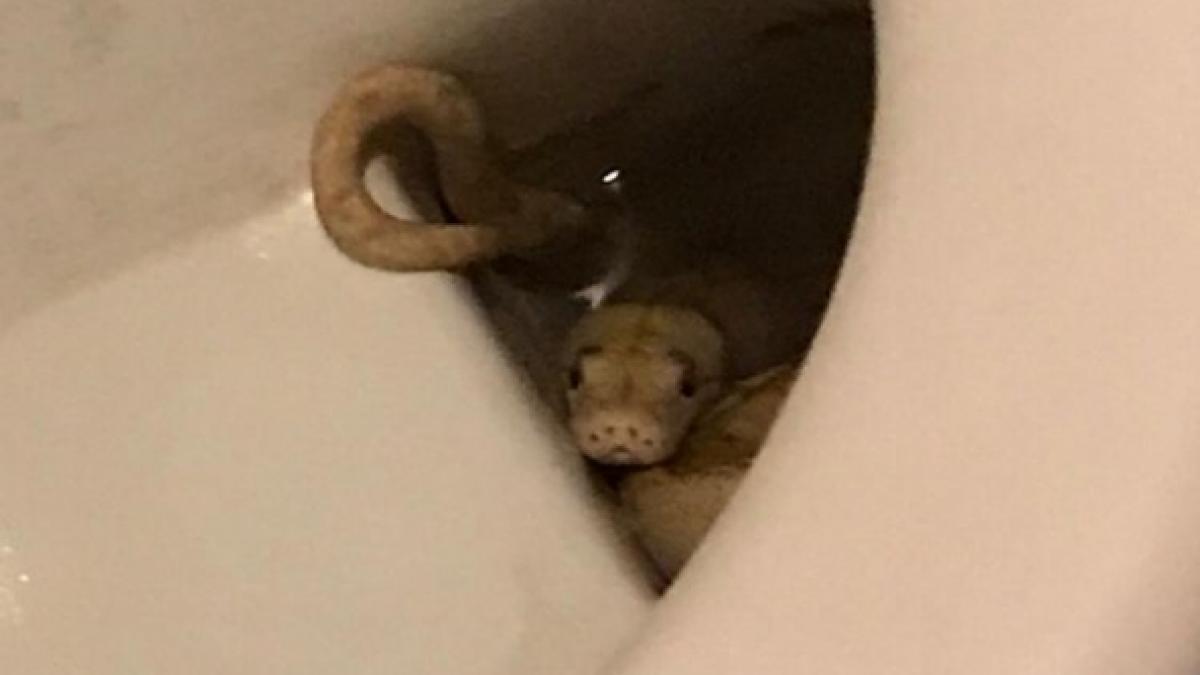 Ungebetener Gast im Badezimmer: Ein Albino-Netzpython biss einen 65-j&auml;hrigen &Ouml;sterreicher in dessen eigenem Bad. (Foto)