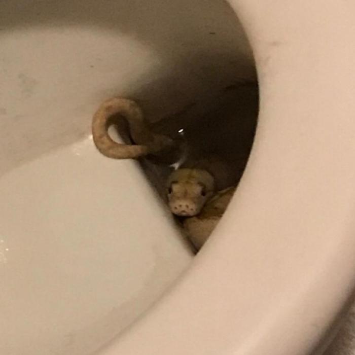 Autsch! Python beißt Mann auf Toilette in Genitalien