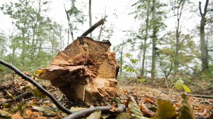 Waldsterben in Deutschland
