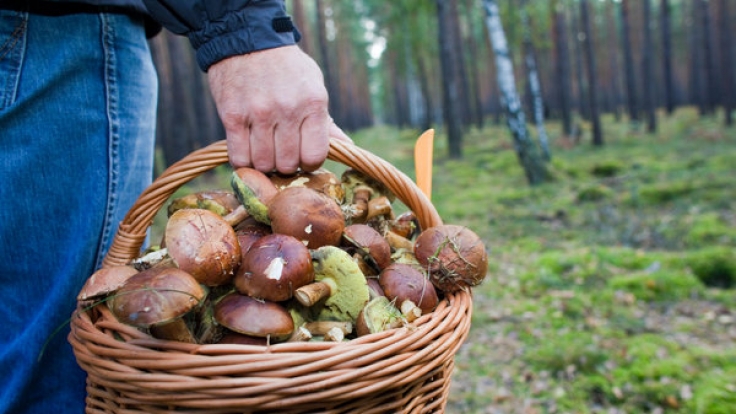 Pilze-Sammler kommen im September und Oktober ganz auf ihre Kosten.