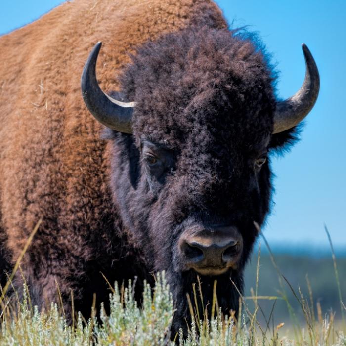 Bison spießt Frau auf und schleudert sie drei Meter in die Luft