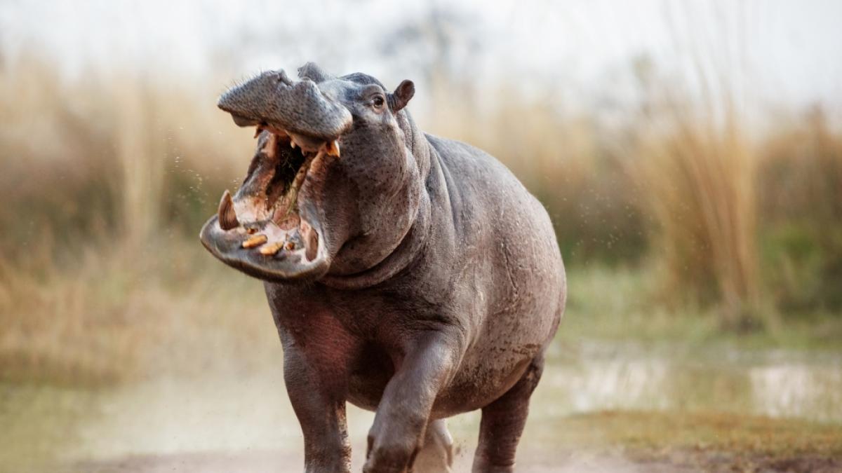 Nilpferd Humphrey zerfleischte seinen Besitzer. (Foto)