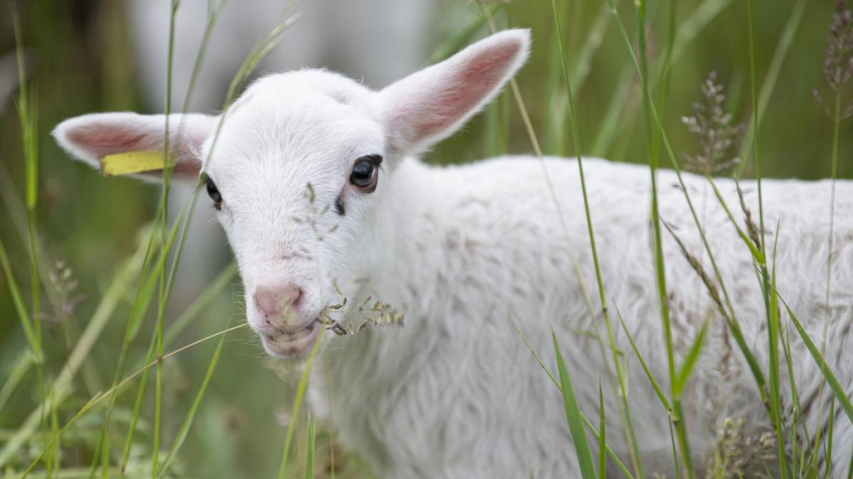 In der T&uuml;rkei wurde ein mutiertes Zyklopen-Lamm geboren. (Foto)
