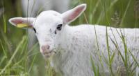 In der Türkei wurde ein mutiertes Zyklopen-Lamm geboren.