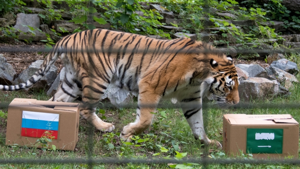 Der sibirische Tiger Wolodja soll im Tierpark Chemnitz das&nbsp;Er&ouml;ffnungsspiel der Fu&szlig;ball-Weltmeisterschaft zwischen Saudi-Arabien und Russland tippen.&nbsp; (Foto)
