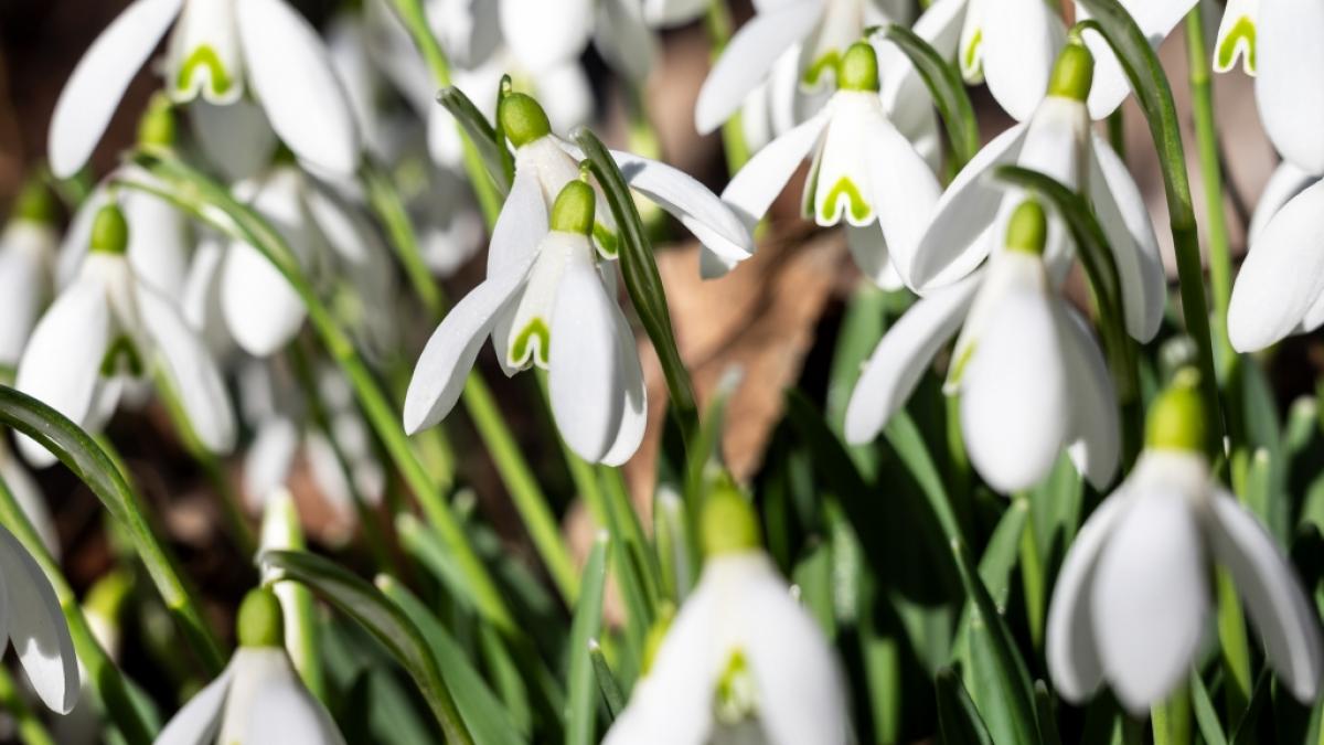 Endlich Fr&uuml;hling! Ganz Deutschland bekam am vorletzten Februar-Wochenende einen sonnigen Vorgeschmack auf die warme Jahreszeit. (Foto)