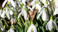 Endlich Frühling! Ganz Deutschland bekam am vorletzten Februar-Wochenende einen sonnigen Vorgeschmack auf die warme Jahreszeit.