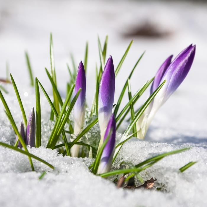 Winter-Rückfall statt Frühlingswonne? Das prophezeit der 100-jährige Kalender