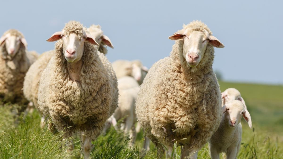 Droht in diesem Jahr die Schafsk&auml;lte? (Foto)