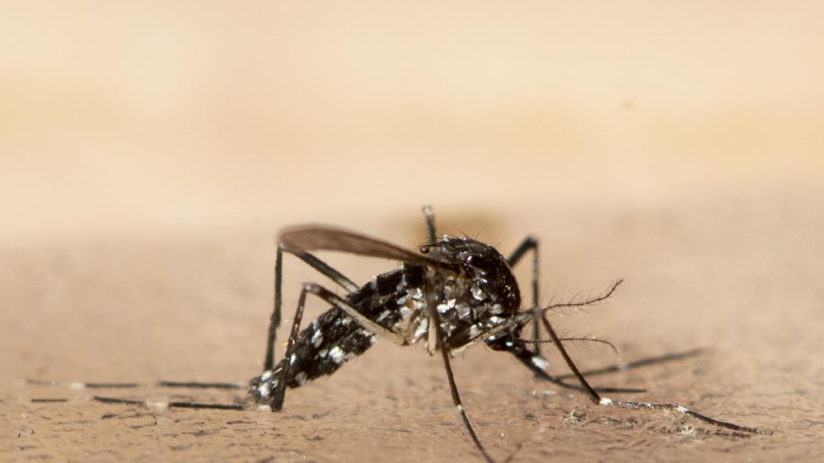 M&uuml;cken aus tropischen Gebieten breiten sich auch in Europa aus. Dadurch k&ouml;nnen Krankheitserreger &uuml;bertragen werden, warnt eine EU-Beh&ouml;rde. (Foto)