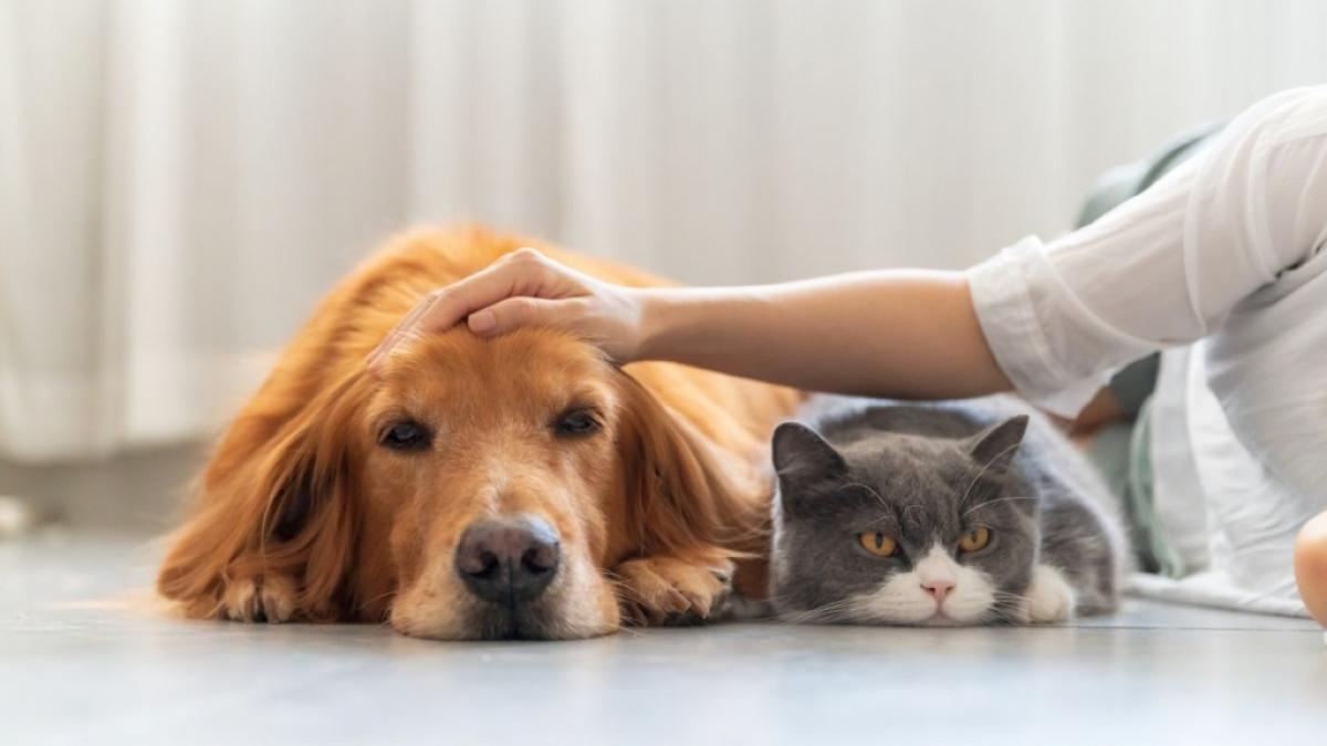 Hunde- und Katzenmenschen k&ouml;nnen laut Studien unterschiedliche Pers&ouml;nlichkeitstendenzen zeigen. (Foto)