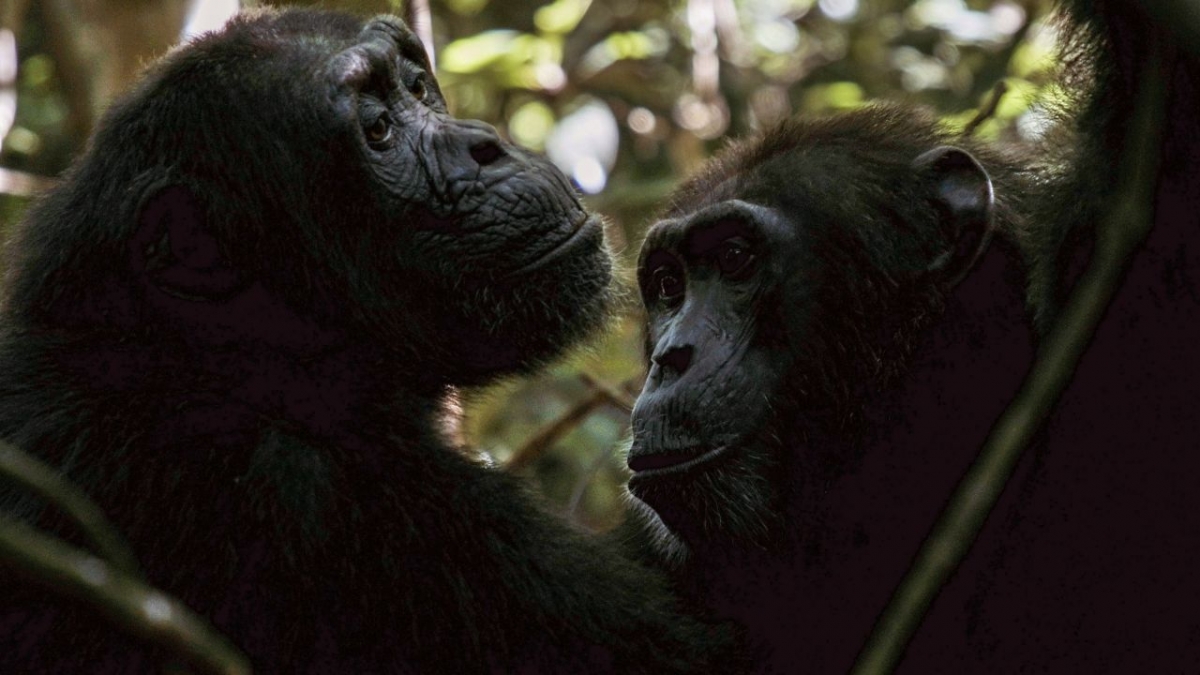 Die sozialen Netzwerke der Tiere bei Arte (Foto)
