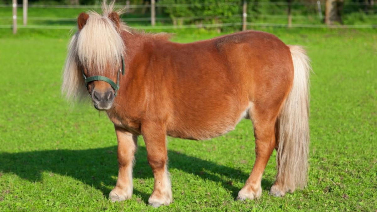 Ein Mann wurde im Harz angeblich beim Ponymissbrauch erwischt. (Foto)
