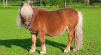 Ein Mann wurde im Harz angeblich beim Ponymissbrauch erwischt.