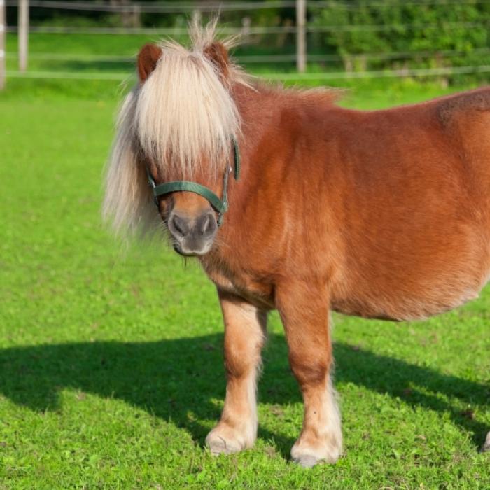 Video soll Tier-Schänder im Harz bei Pony-Missbrauch zeigen
