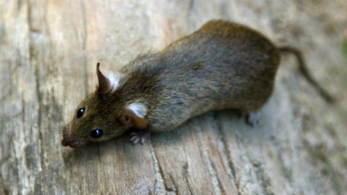 Die angesp&uuml;lte Riesen-Ratte war um einiges gr&ouml;&szlig;er als dieses s&uuml;&szlig;e Exemplar. (Foto)