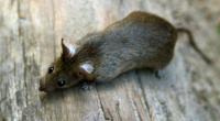 Die angespülte Riesen-Ratte war um einiges größer als dieses süße Exemplar.