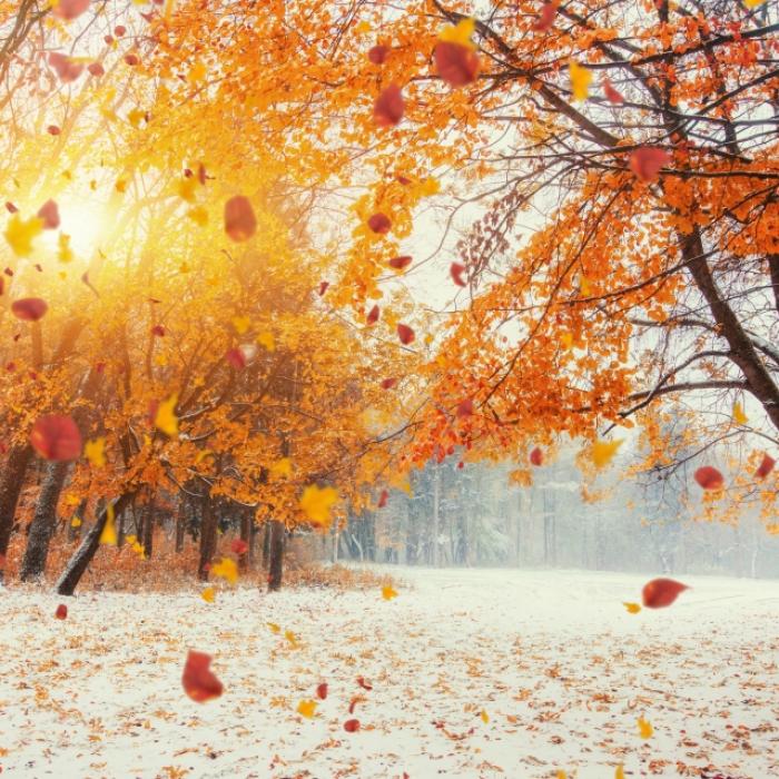 Schnee an Allerheiligen bis ins Flachland? DAS sagen Meteorologen