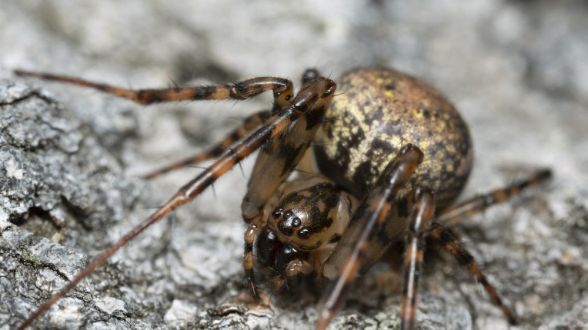 Metellina merianae lebt an dunklen und feuchten Orten. (Foto)