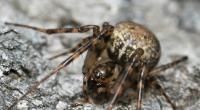 Metellina merianae lebt an dunklen und feuchten Orten.