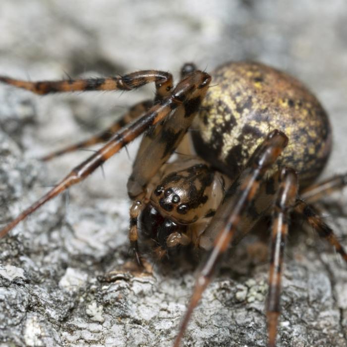 Er verwandelt Spinnen in Zombies - Wissenschaftler entdecken neuen Killerpilz