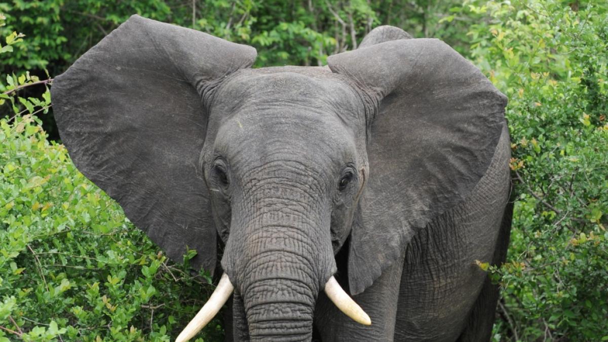 Im Kr&uuml;ger-Nationalpark in S&uuml;dafrika kam es zu einem t&ouml;dlichen Zwischenfall mit einem Elefanten (Symbolfoto). (Foto)