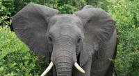 Im Krüger-Nationalpark in Südafrika kam es zu einem tödlichen Zwischenfall mit einem Elefanten (Symbolfoto).