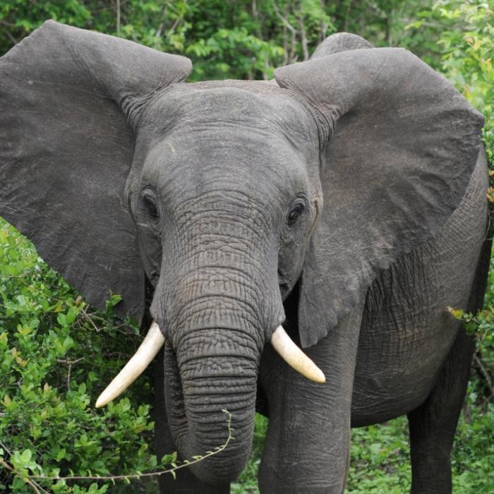 Von Elefant totgetrampelt - Mann stirbt auf tragische Weise
