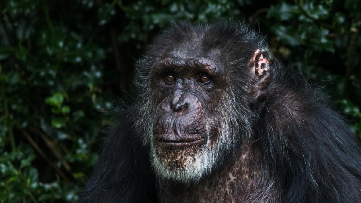 Ein Westlicher Schimpanse hat in Guinea ein Menschenbaby get&ouml;tet. (Symbolfoto) (Foto)