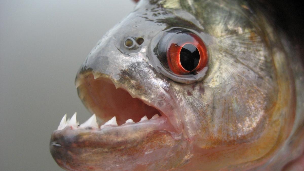 Luiz Henrique Coelho de Andrade wurde von Piranhas zerfleischt. (Foto)