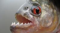 Luiz Henrique Coelho de Andrade wurde von Piranhas zerfleischt.