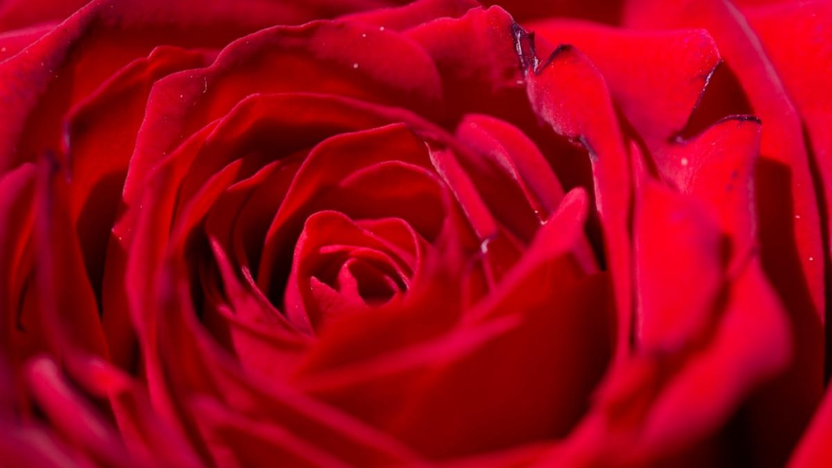 In der kommenden "Der Bachelor"-Staffel sollen estmals zwei M&auml;nner ihre Rosen verteilen. (Foto)